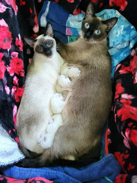 Luna Nera Cattery 8