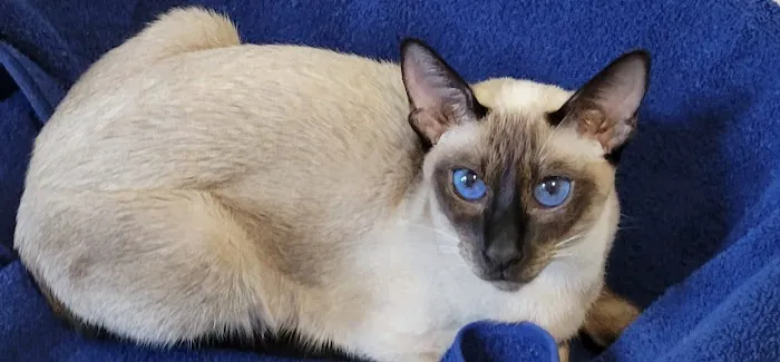 Luna Nera Cattery 1