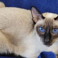 Luna Nera Cattery ico