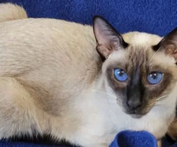 Luna Nera Cattery