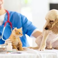 South Robeson Veterinary Clinic ico