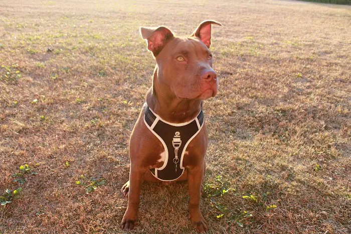 South Robeson Veterinary Clinic 9