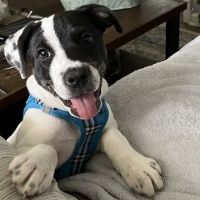 Mullins Veterinary Hospital ico