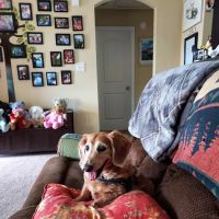 Loris Animal Hospital ico
