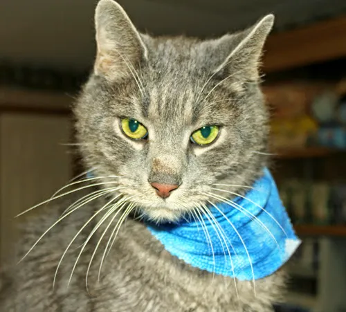 Meadowlawn Animal Services-Loris 4