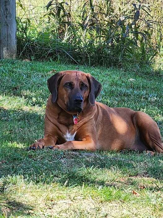 AVS Mountainland Animal Hospital 1