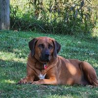 AVS Mountainland Animal Hospital ico