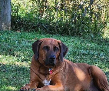 AVS Mountainland Animal Hospital