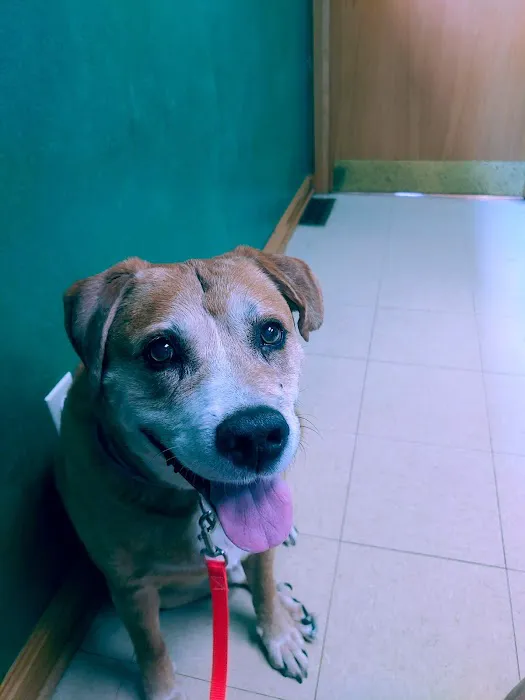 AVS Mountainland Animal Hospital 3