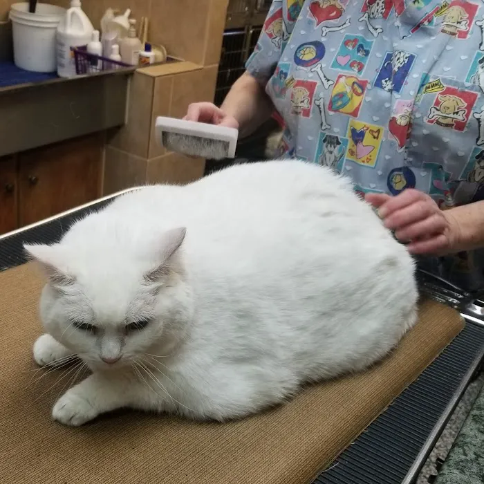 AVS Mountainland Animal Hospital 7