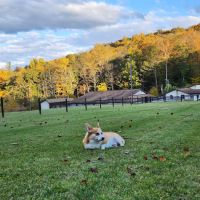 Hillside Animal Hospital ico