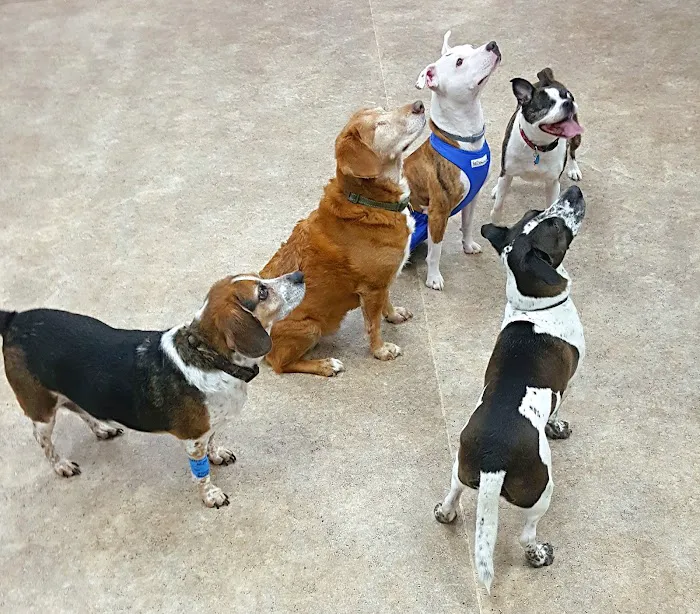 North Branch Animal Hospital 10