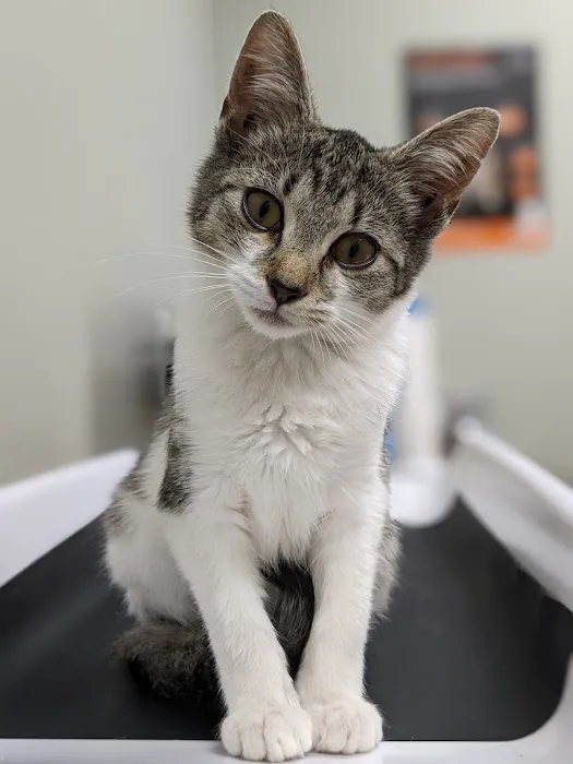 North Branch Animal Hospital 2
