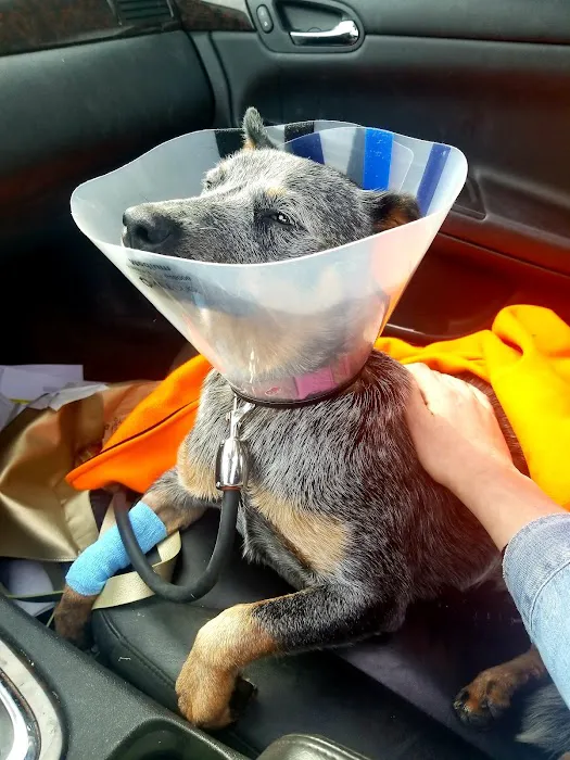 North Branch Animal Hospital 3