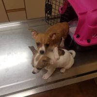 Frazer Veterinary Group ico