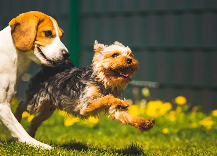 Kalyani Indiana Emergency Veterinary Hospital 9
