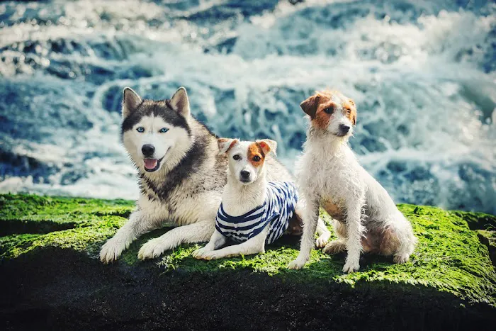 Kalyani Indiana Emergency Veterinary Hospital 10