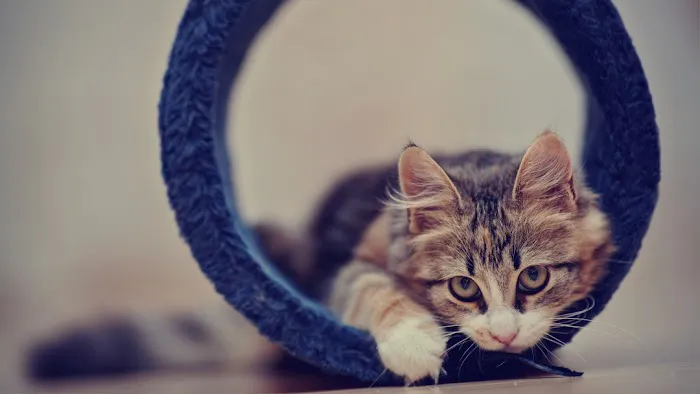 Kalyani Indiana Emergency Veterinary Hospital 3