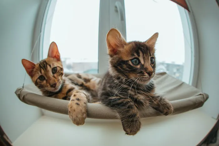 Kalyani Indiana Emergency Veterinary Hospital 8