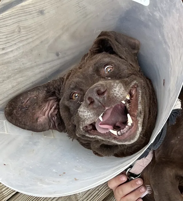 Indian Springs Veterinary Clinic 5
