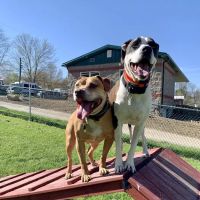 Indian Springs Veterinary Clinic ico
