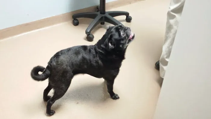 Aurora Pet Hospital 3