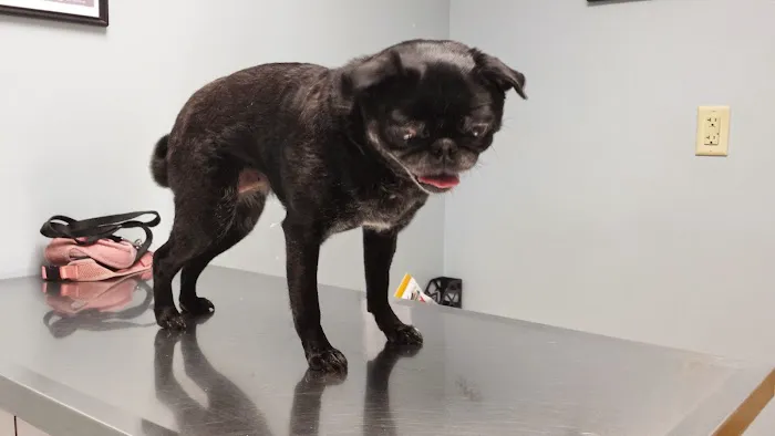 Aurora Pet Hospital 1