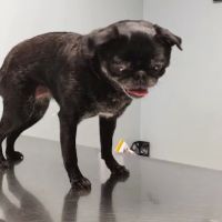 Aurora Pet Hospital ico