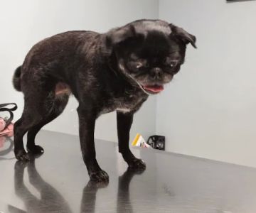 Aurora Pet Hospital