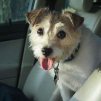 East Aurora Veterinary Hospital ico