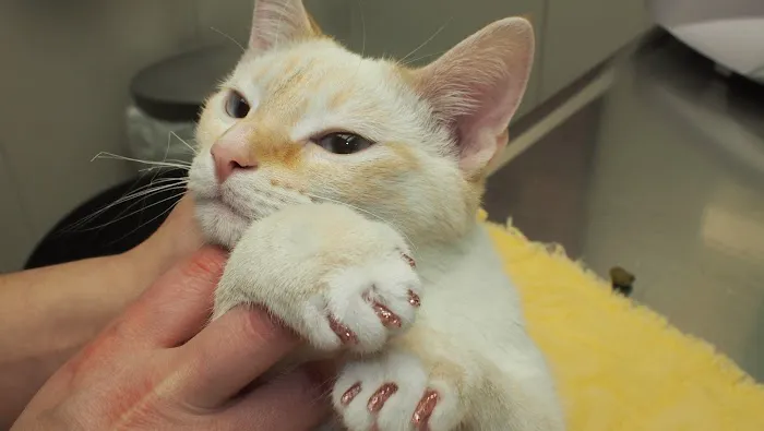 East Aurora Veterinary Hospital 9