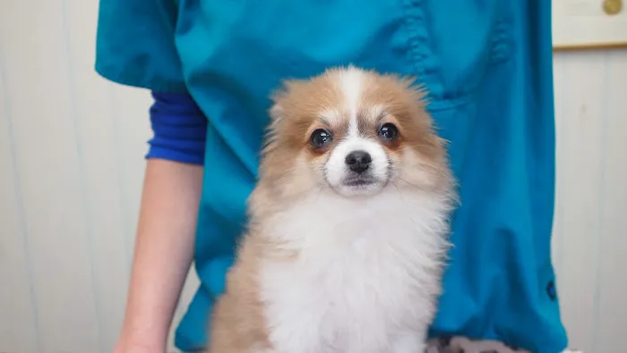 East Aurora Veterinary Hospital 2