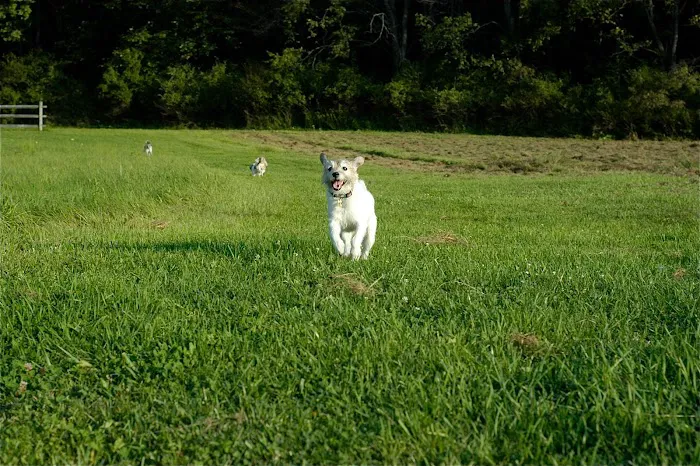 East Aurora Veterinary Hospital 3