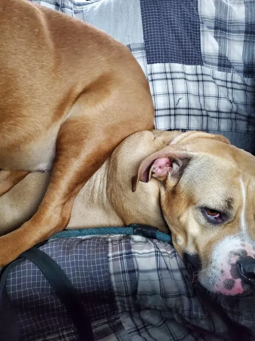 Seneca Animal Hospital 7
