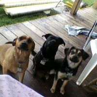 Daisy Hill Veterinary Services ico
