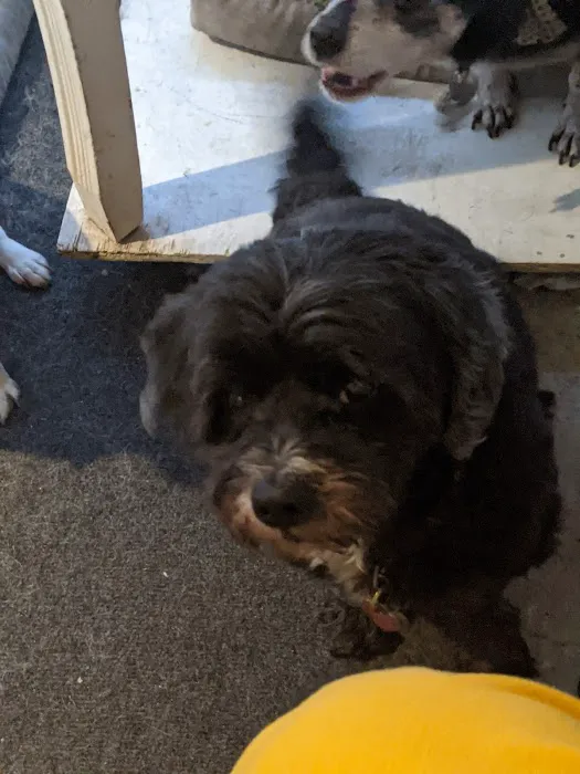 Daisy Hill Veterinary Services 4