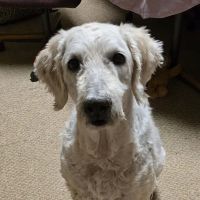 Enchanted Mountains Urgent Veterinary Care ico