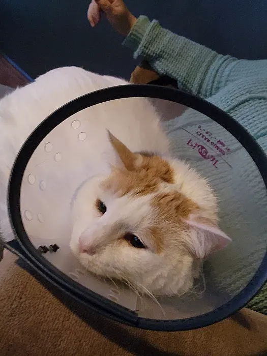 Enchanted Mountains Urgent Veterinary Care 2