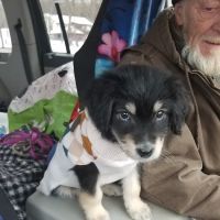 Wellsville Veterinary Hospital ico