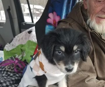 Wellsville Veterinary Hospital