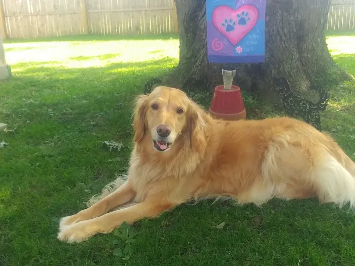 Southtowns Animal Hospital 8