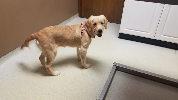 Southtowns Animal Hospital 5