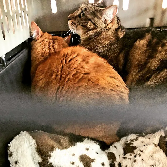 Southtowns Animal Hospital 3