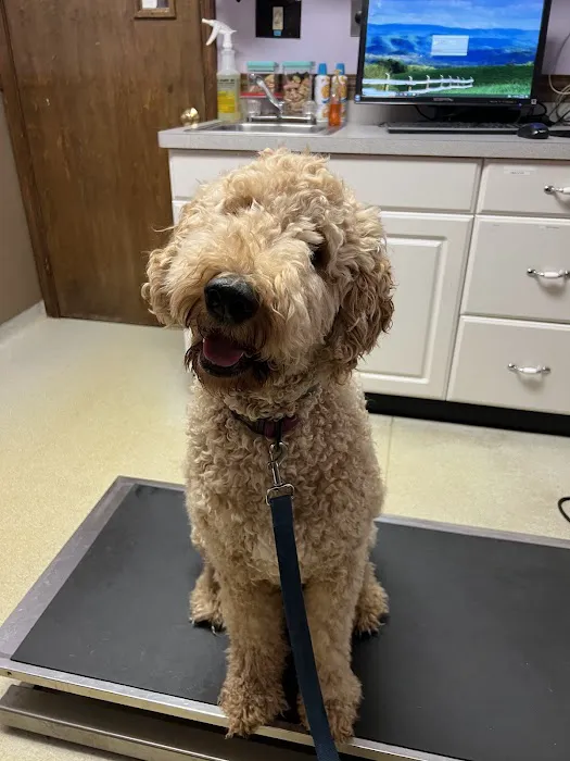 Southtowns Animal Hospital 2