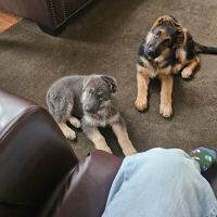 Southtowns Animal Hospital ico