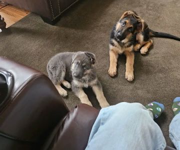Southtowns Animal Hospital