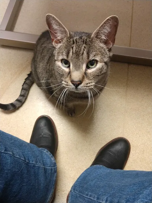 Southtowns Animal Hospital 10