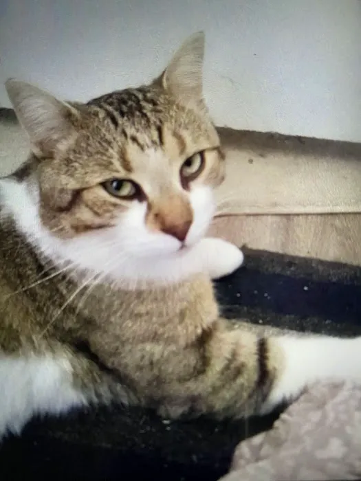 Kaisertown animal wellness center 1