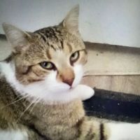 Kaisertown animal wellness center ico