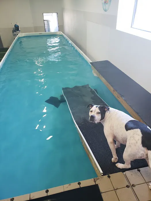 PET DEGREE 8